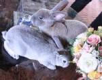 กระต่ายน้อยเสริมรักไม่เสริมดวง  สัตว์เลี้ยงทำเงินรับปีเถาะ