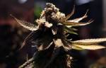 Cannabis users face higher psychosis risk: study