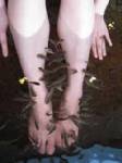 สบส.หารือหวังปรับชื่อสปาปลา เป็น “ฟิชทรีทเมนท์-ฟิชเทอราปี” เลี่ยงอวดเกินจริง