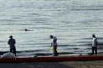 Dolphin toll from BP oil spill far higher: study