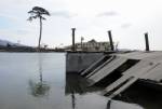 Lone pine tree symbol of hope in Japan tsunami city