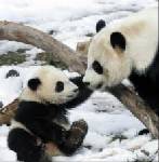Thailand says China extends panda cub loan
