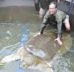 ปฏิบัติการฟื้นชีวิต “เต่าศักดิ์สิทธิ์” แห่งฮานอย