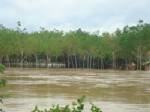 พื้นที่เกษตรตรังเสียหายเกือบ 70% คาดจ่ายค่าชดเชยกว่าร้อยล้าน