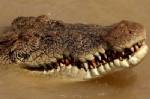 Australian fisherman fights off crocodile