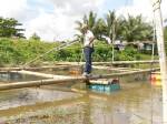 ประมงตรังเตือนเกษตรกรเลี้ยงสัตว์น้ำระวังร้อนจัด