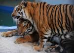 Brazilian zoo name new regal tigers William and Kate