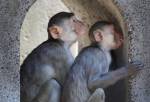 Some monkeys born with gene that protects against AIDS