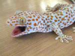 สธ.ยันไม่มีข้อมูล “ตุ๊กแก” รักษามะเร็ง-เอดส์ได้ เตือนสารปนเปื้อน