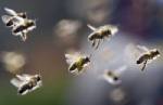 Bees snarl operations at Philippine airport