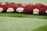 Bacteria creates hail stones: study