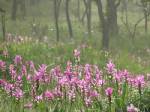 ททท. ชูโครงการ “เที่ยวไทย หัวใจสีเขียว” กระตุ้นการท่องเที่ยวช่วงกรีนซีซั่น