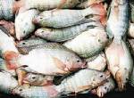 ชี้ปลา-กุ้งตายจากเรือน้ำตาลล่มตายผิดปกติ สธ.แนะไม่ควรกิน