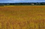 Flaxseed fails to reduce hot flashes: US study