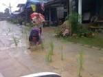 ชาวบ้านนาสีปลูกข้าวบนถนนประชดรัฐเมินซ่อมถนน