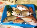 สุ่มตรวจอาหารนำเข้าญี่ปุ่นยัง “ปกติ”