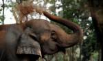 Three baby elephants killed by Sri Lankan train