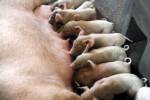 เงินเฟ้อจีนทำพิษ เนื้อหมูแพงสุดเป็นประวัติการณ์