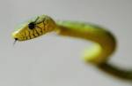 Drug boosts snakebite survival time by half: study