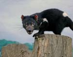 Gene analysis drives effort to save Tasmanian devils