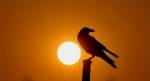Not so bird-brained: Clever crows recognise faces