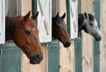 Fresh horse death as Australia virus spreads