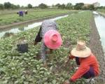 เครือข่ายภาคเกษตรกร หนุน รบ.ใหม่ดันนโยบายเกษตรปลอดภัย