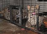 Police raid Thai zoo in tiger smuggling probe