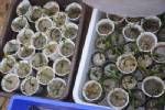 ภูเก็ตเร่งขยายพันธุ์หญ้าทะเลจากเมล็ด หลังพบมีแนวโน้มลดลง