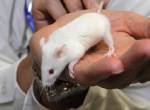 Japan researchers grow tooth in mouse kidney