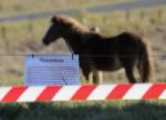 Deadly Australian horse virus found in dog
