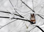 Alaska scientists make squirrels hibernate