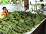 ตำรวจเมืองคอนล่อซื้อใบกระท่อมจากสาวใหญ่ ค้นบ้านพบอีกว่าร้อยกิโลกรัม