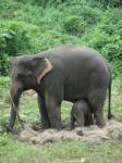 ศูนย์ช้างลำปางเฮ-ได้ลูกช้างเพิ่มอีกเชือก
