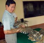 โคร่งอินโดจีนเหลือในป่าเวียดนาม 30 ตัว WWF เล็งเพิ่มประชากร