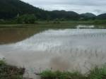 จี้ 7 เกษตรอำเภอทั่วแม่ฮ่องสอนเร่งสำรวจผลกระทบน้ำท่วม