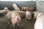 ผู้เลี้ยงหมูนครปฐมรายเล็กจอดป้ายหลังสู้ราคาต้นทุนไม่ไหว