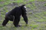 Chimps like to help others, study finds