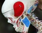 N.Z. school discovers real skeleton in closet
