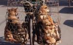 Dogs saved from dinner tables: Thai authorities