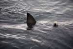 Hunt on for killer shark in Australia