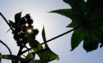 Sealed-in British scientist relies on plants to breathe
