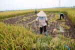 เวียดนามอาจสูญพื้นที่ปลูกข้าวเกือบ 2 ล้านไร่ ในปี 2563