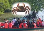 เมืองจันท์ ชวนเที่ยวงานเทศกาลดูปูแป้นชื่นชมธรรมชาติ