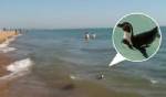 ฝรั่งงง!! เพนกวินโผล่ชายหาดอังกฤษ ห่างถิ่นที่อยู่ 6 พันไมล์ (ชมคลิป)