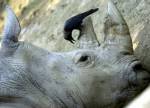 Thieves snatch two rhino horns in Vienna