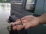 ตร.จับตามือบอนโยนตะปูเรือใบสกัด จนท.ช่วยน้ำท่วม