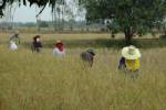 เกษตรมหาสารคามสุ่มแปลงประเมินผลผลิตข้าวนาปี