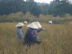 เกษตรมหาสารคามปลูกฝังเยาวชนสืบประเพณีลงแขกเกี่ยวข้าวลดต้นทุนแรงงาน