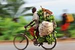 Flesh-eating banana fears hit Mozambique